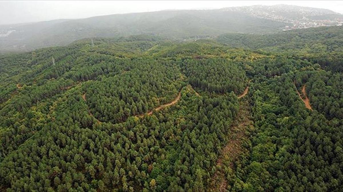 21 ilde bazı alanlar orman sınırları dışına çıkarıldı