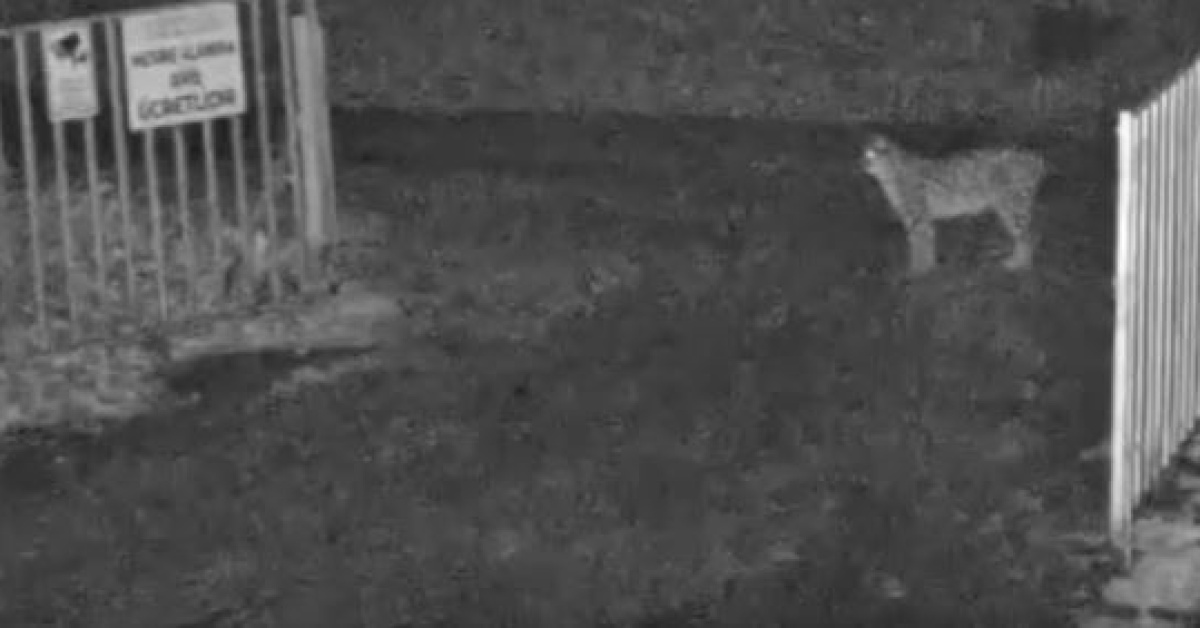 Çorum’da ‘Avrasya vaşağı’ ndi