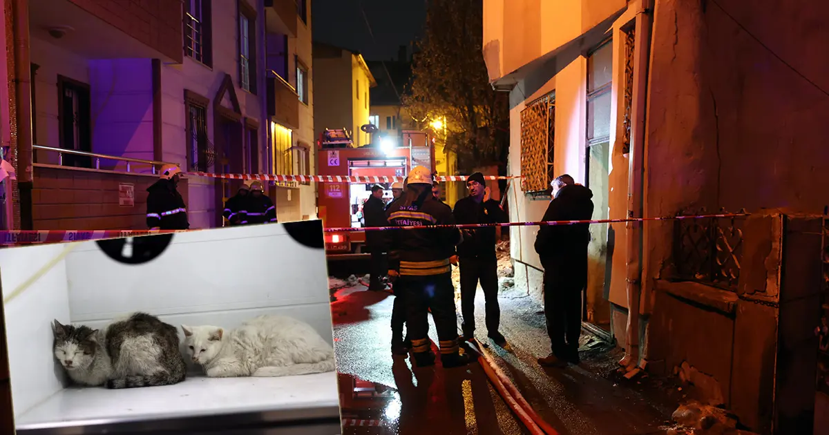 Evde yangın çıktı, 26 kedi öldü