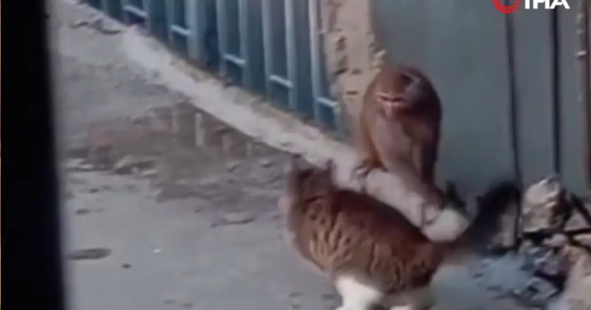 Fikirtepe’yi birbirine katan maymun. Kedi ile karşılaştı, çatılarda gezdi
