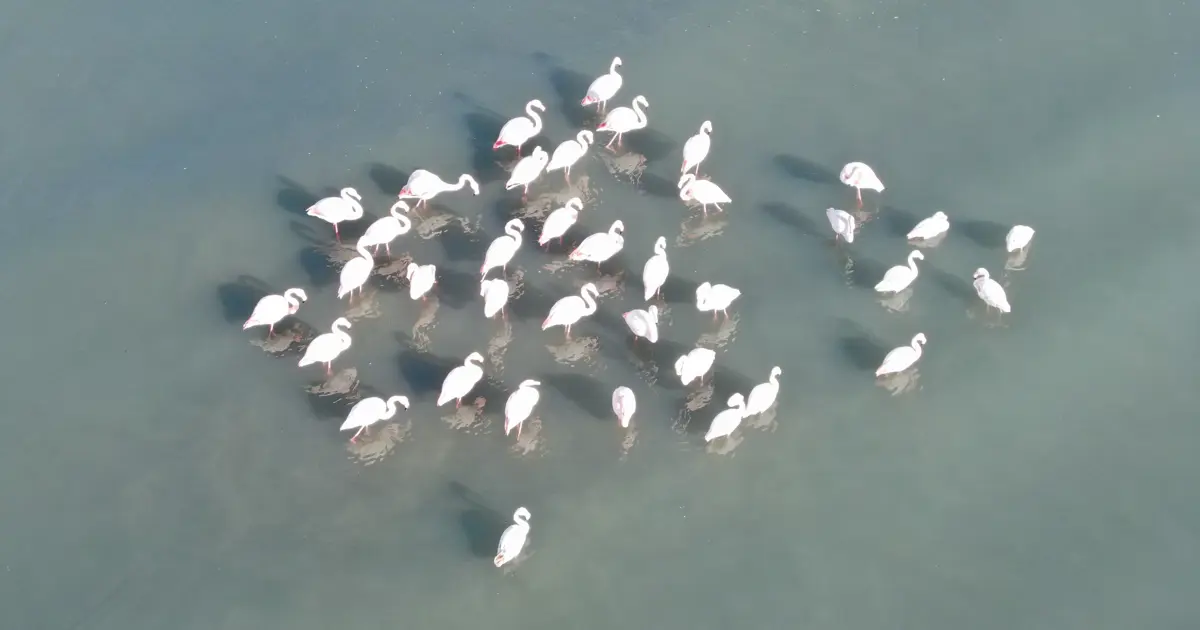 Flamingolar bu yıl da Van’dan göç etmedi