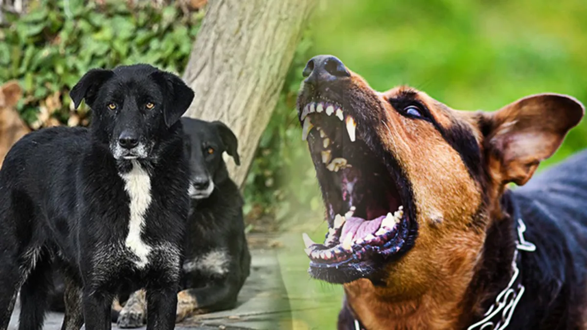 İstanbul Valiliği’nden “kuduz vakalarında patlama” iddialarına yalanlama