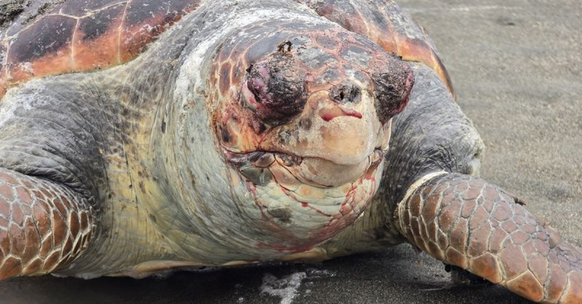 Nesli tehlikedeki kaplumbağa sahile vurdu