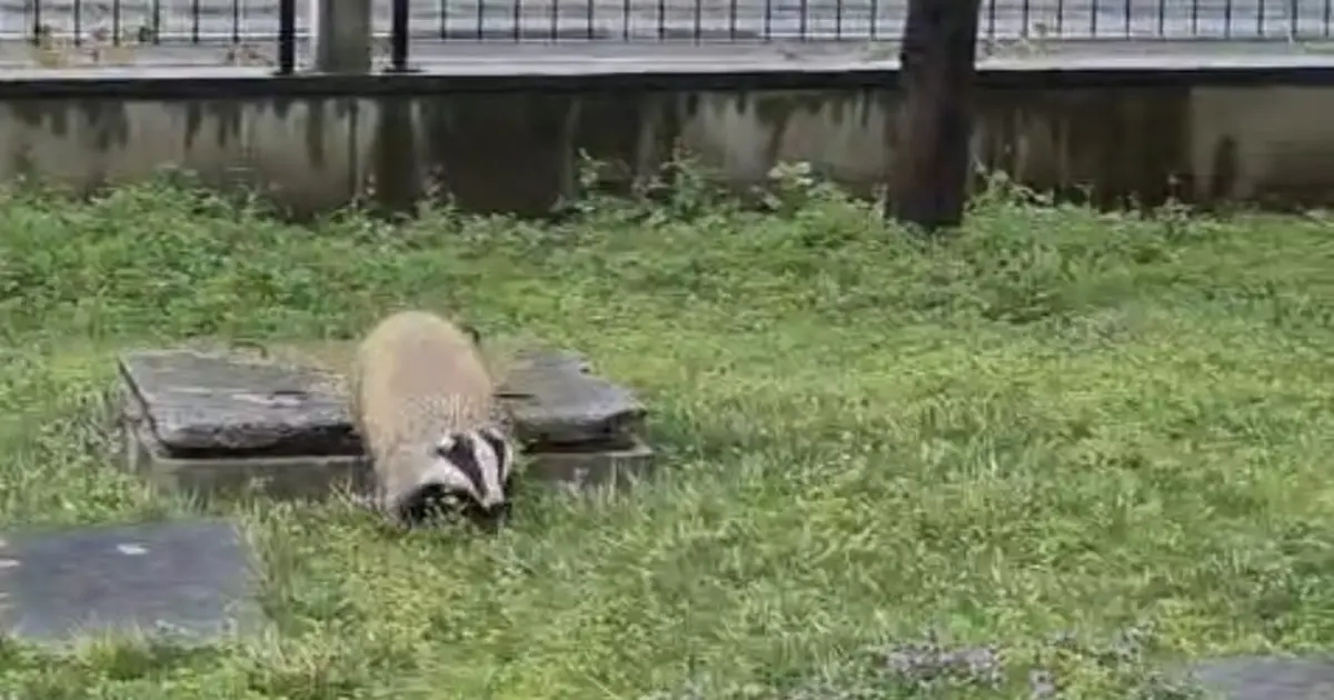 Porsuk yanlışlıkla site bahçesine girerse…