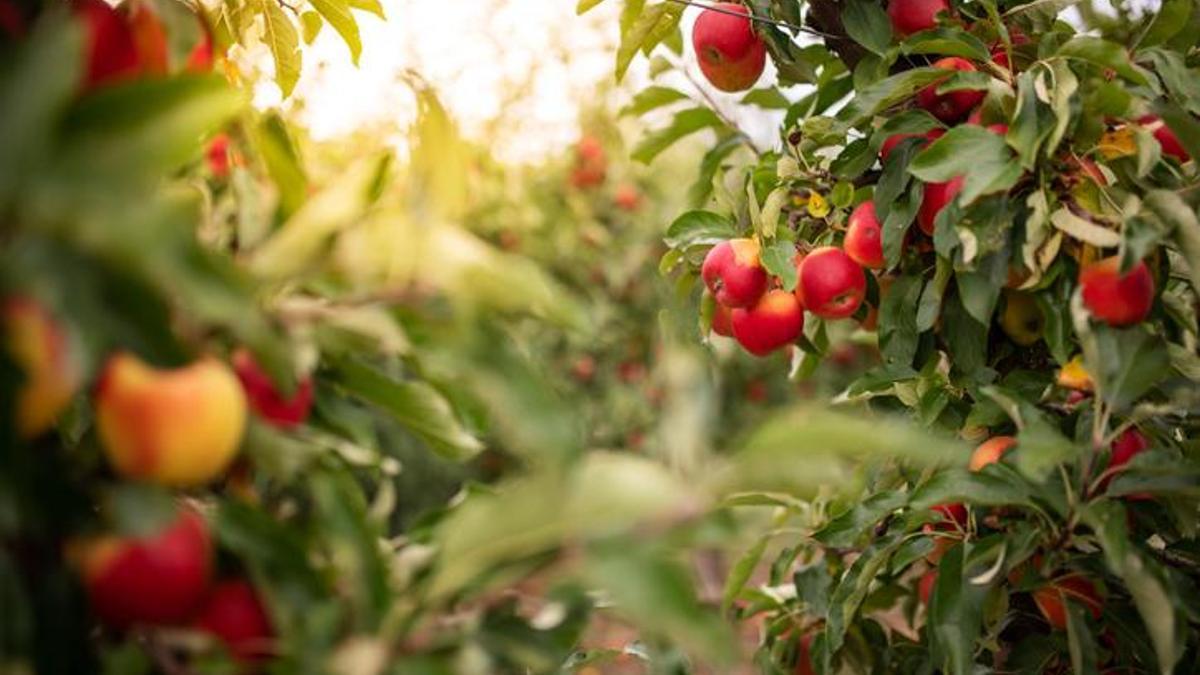 Rüyada Elma Toplamak Ne Anlama Gelir? Rüyada Ağaçtan Elma Toplamak Nasıl Yorumlanır?