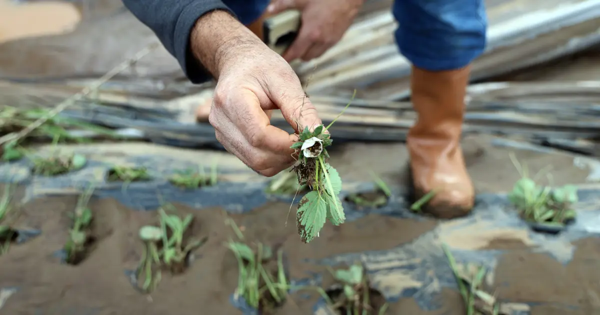 Seralar harap oldu. Üreticiler 5 milyon TL zararda: “3 senemiz gitti.”