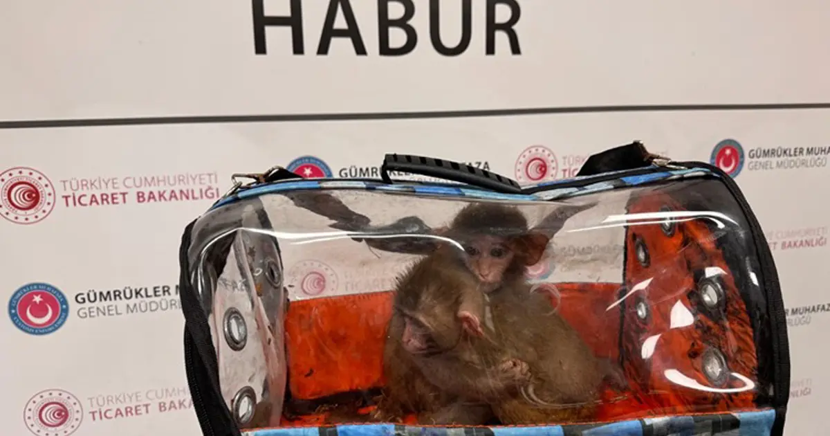 Sevimli kaçaklar açıklandı. 85 bin canlı hayvan kaçırılırken kurtarıldı