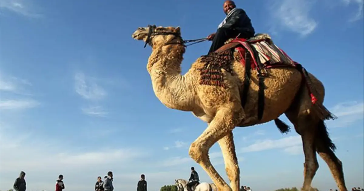 Suudi Arabistan 2 milyondan fazla deveye pasaport verecek