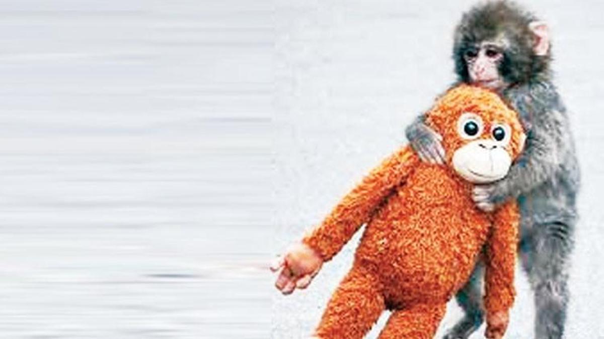 Yavru maymun Punch’ın oyuncağa sarıldığı anlar viral oldu