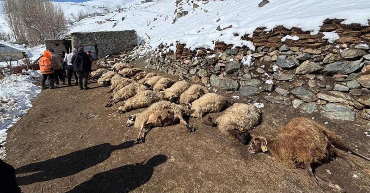 Ahır yangını: 68 hayvan telef oldu