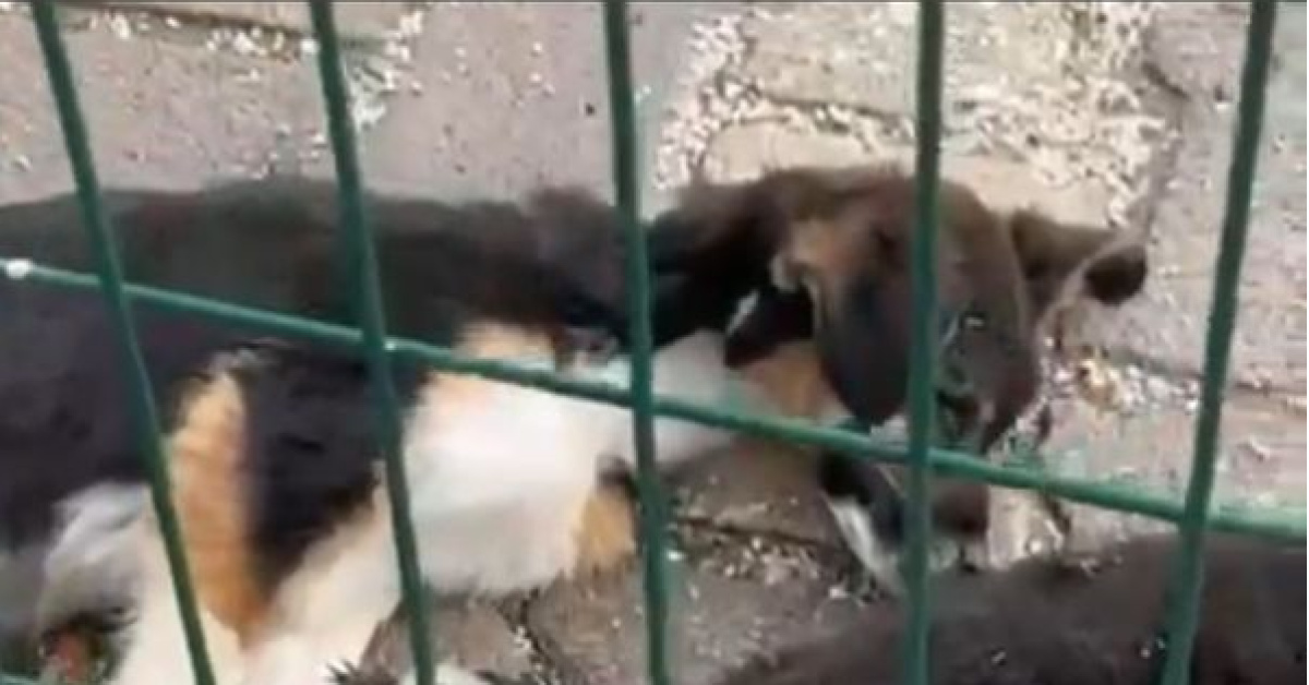 Barınaktaki köpek ölümlerine soruşturma