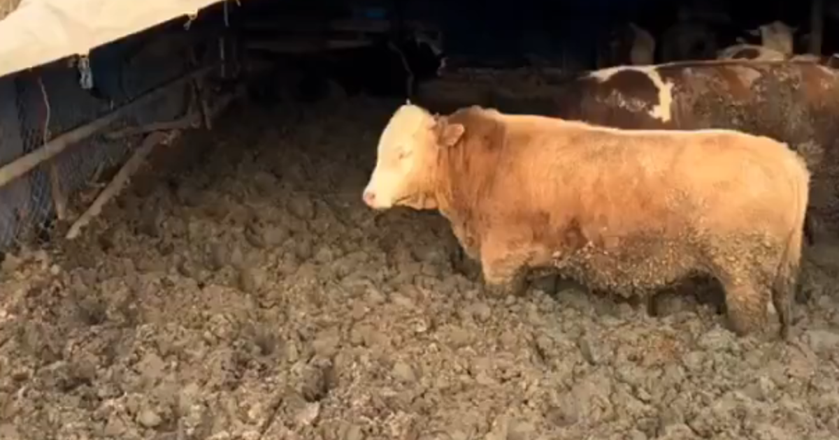 Kurban Bayramı’na iki ay kala hayvanları çamura saplamışlar. Gündem olan re bakanlıktan açıklama