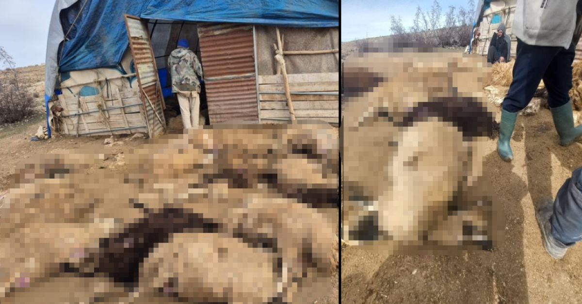 Tunceli’de kurt korkusu: 64 koyun telef oldu