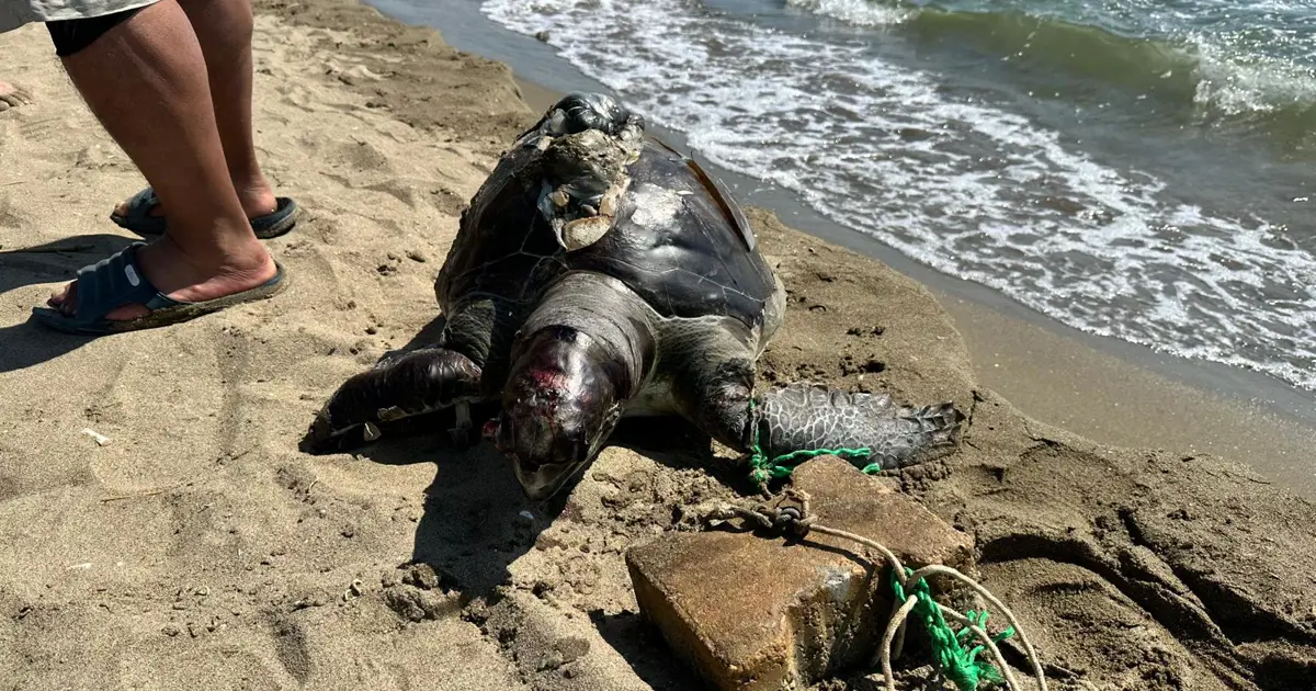 Bir haftada ikinci olay. Parke taşı bağlanan deniz kaplumbağası ölü bulundu