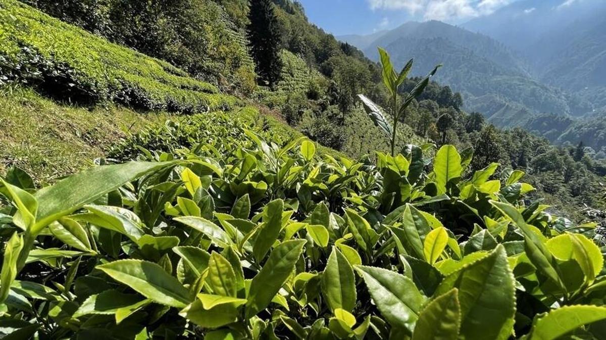 ÇAYKUR’dan yaş çay açıklaması: 150 bin ton alım gerçekleşti