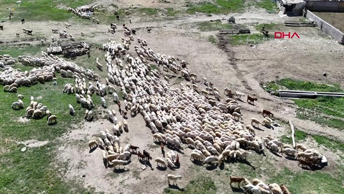 Hayvancılıkta çözüm: İthal çoban