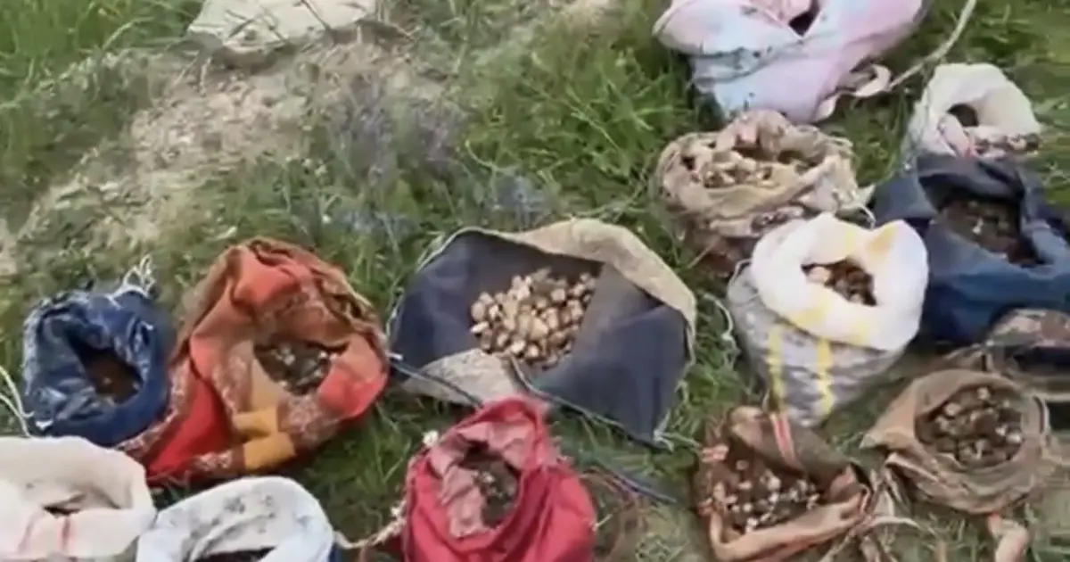 İzinsiz salep toplayan 10 kişiye 6 milyon 992 bin TL ceza