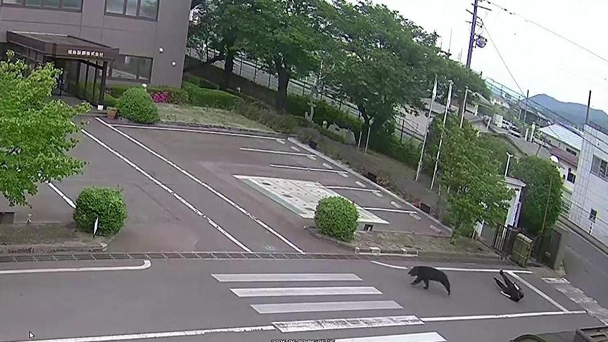Japonya’da ayı saldırısı: 4 yaralı