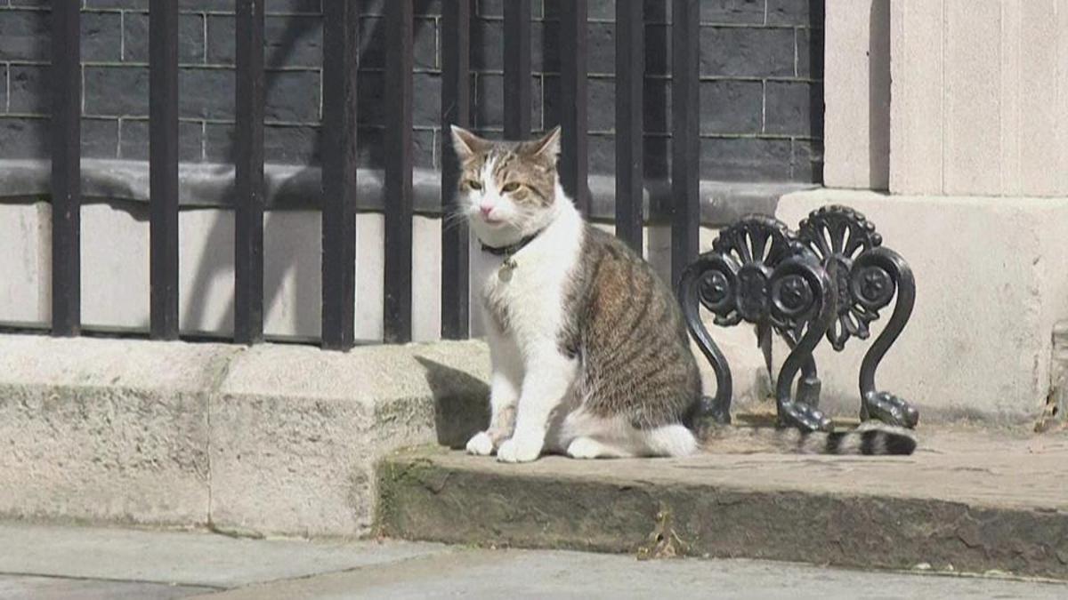 Kedi Larry 7’nci başbakanını görecek