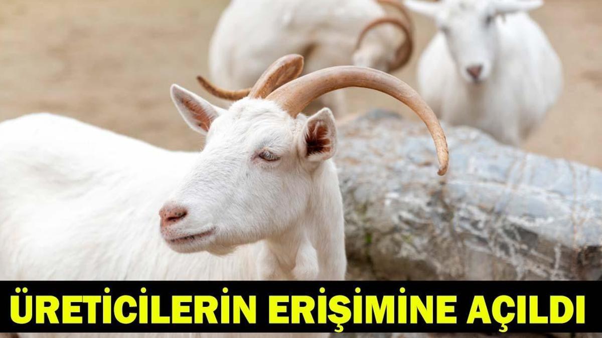 Kırsalda Bereket Küçükbaşa Destek Projesi Sonuçları Sorgulama: Tarım ve Orman Bakanlığı Son Dakika!