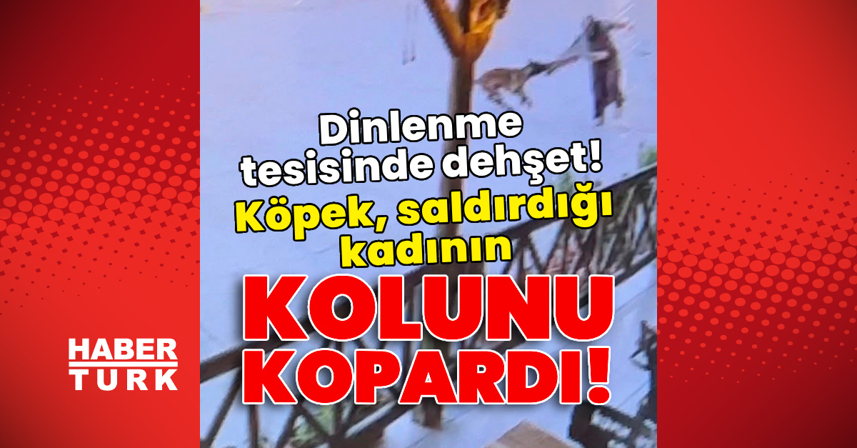 Köpek, saldırdığı kadının kolunu kopardı!