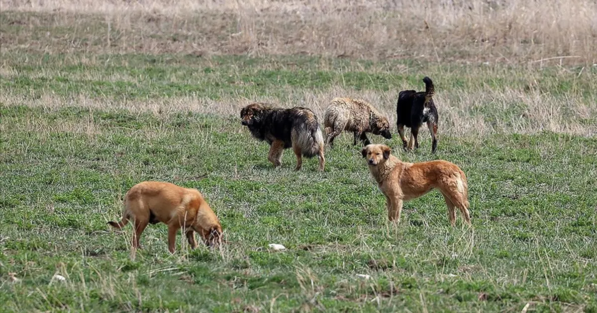 Köpek saldırısına uğrayan 5 yaşındaki Hamza’nın ölümünde belediye başkanına soruşturma izni