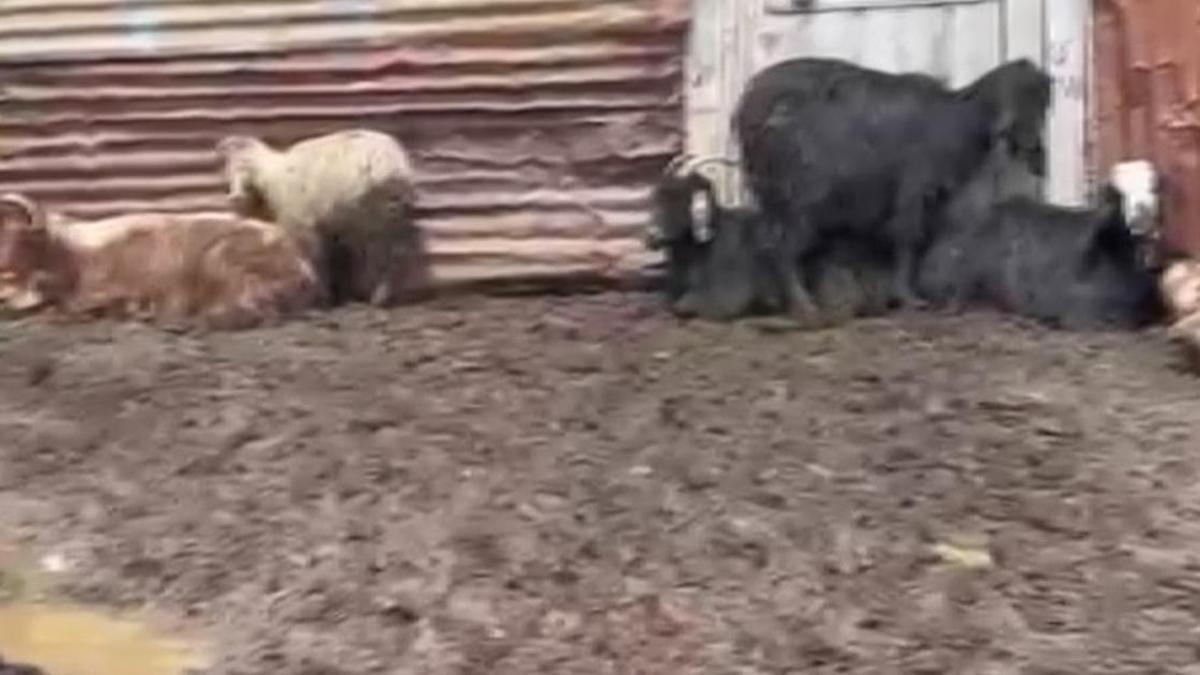 Onlarca hayvan telef oldu! Gizemli ölümlerin sebebi ne?