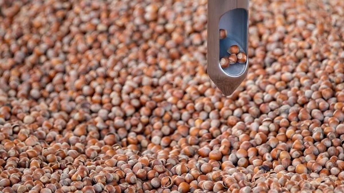 Ticaret borsalarında 9 ayda 314 bin tonun üzerinde fındık işlem gördü