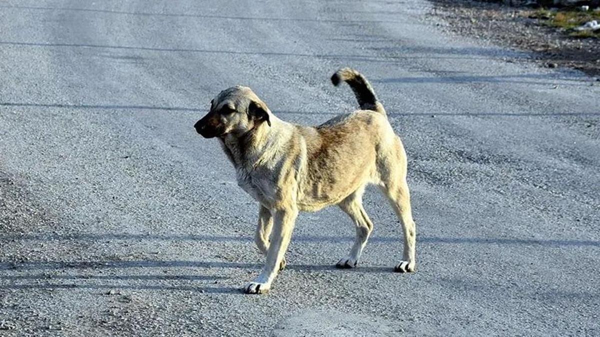Ankara Valisi duyurdu: 52 bin sokak hayvanı toplandı