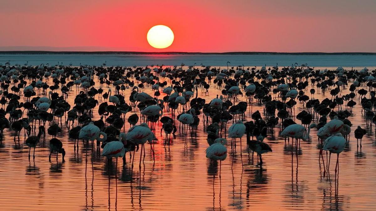 Bakan Kurum’dan ‘Flamingo’ paylaşımı: Son 5 yılın en yüksek yavru sayısına ulaştık