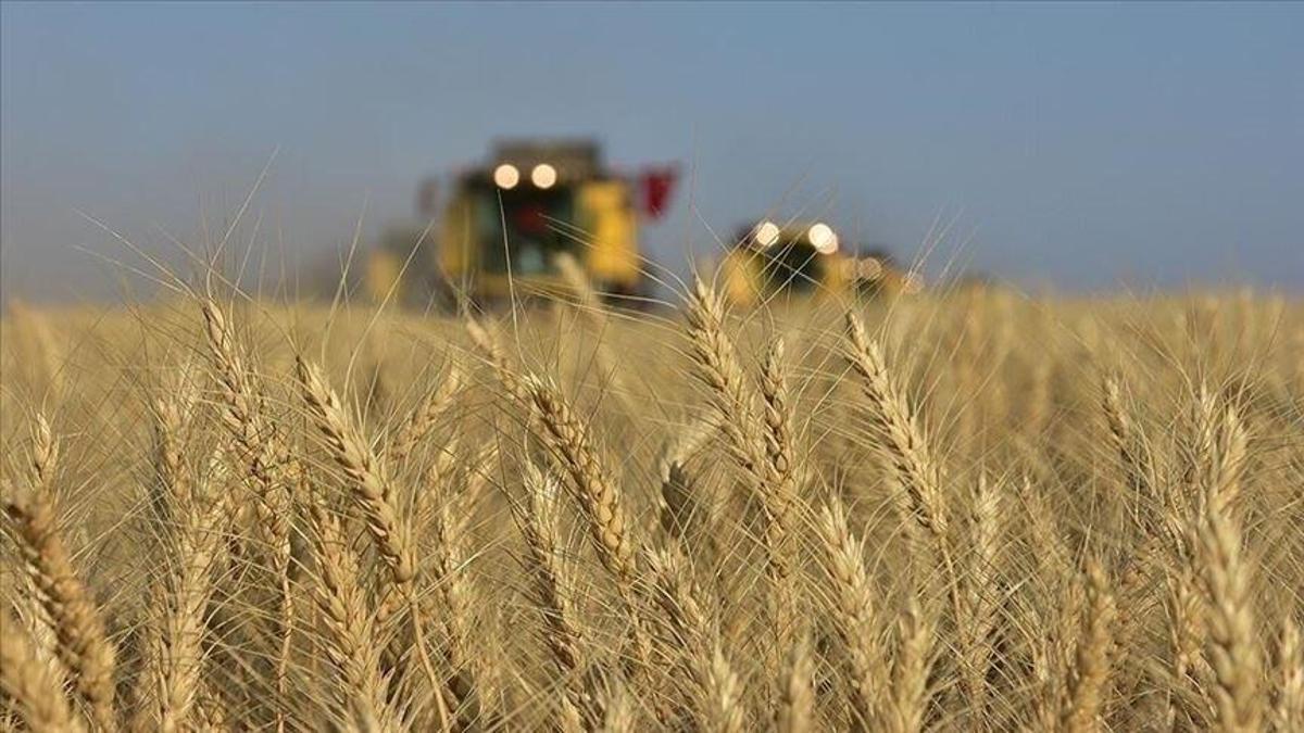 Buğday fiyatları 2 yılın zirvesinde! Küresel arz endişeleri piyasaları hareketlendirdi