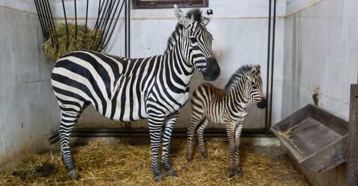 Bursa Hayvanat Bahçesi’nde zebra ailesi büyüyor