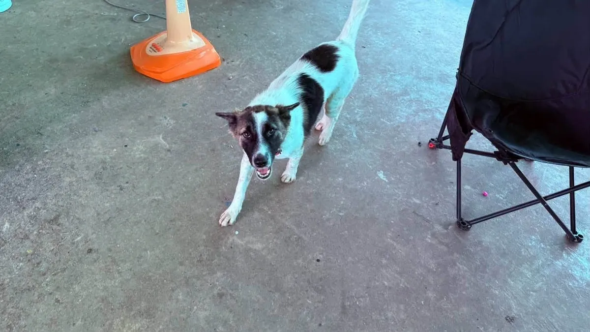 Evcil köpek yürekleri ağza getirdi! Kemik getirdi sandılar el bombası çıktı