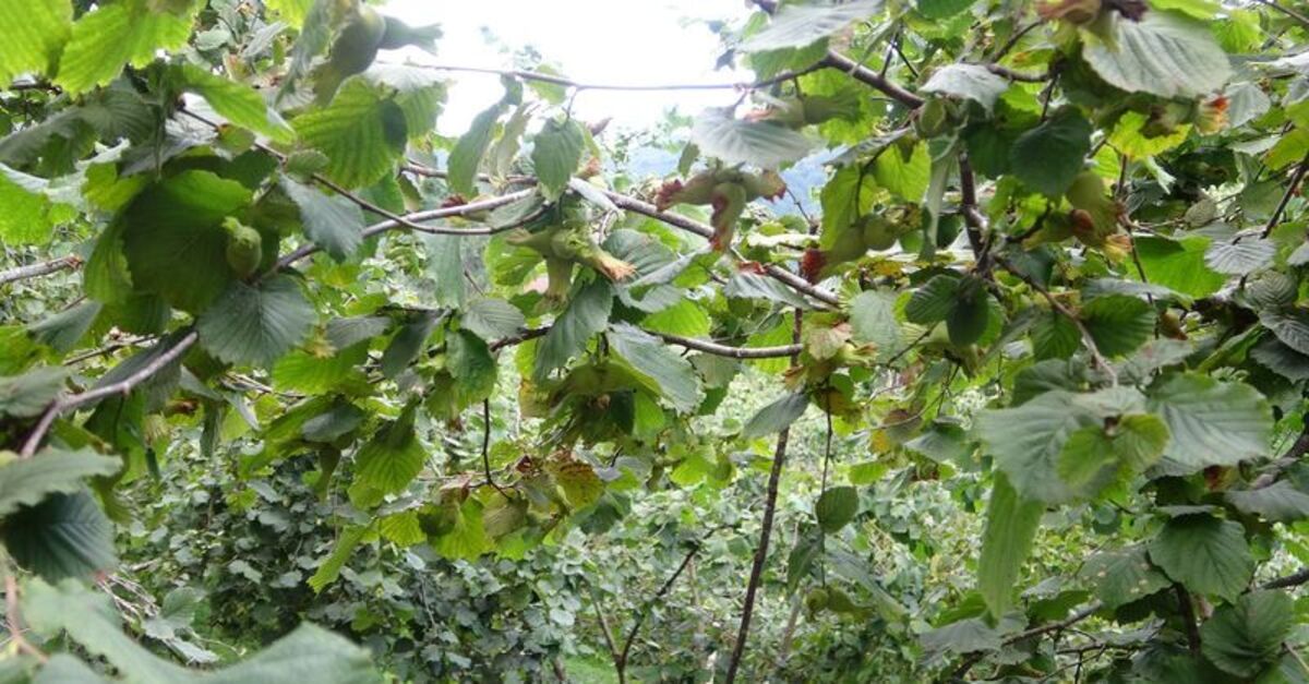 Giresun’da fındık işçisi yevmiyesi belirlendi