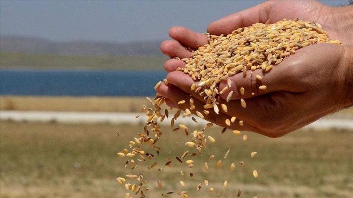 Hububat ihracatı 6 ayda 5,8 milyar doları aştı! En fazla ihracat Irak’a yapıldı