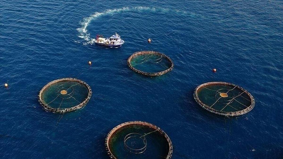 Karadeniz’in su ürünleri ihracatı 6 ayda 186,5 milyon dolara ulaştı