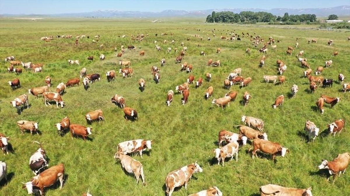 Kars’ta kayıtlı mera alanı 2 yılda 418 bin hektara yükseldi! Hayvancılığa 25 milyon liralık destek
