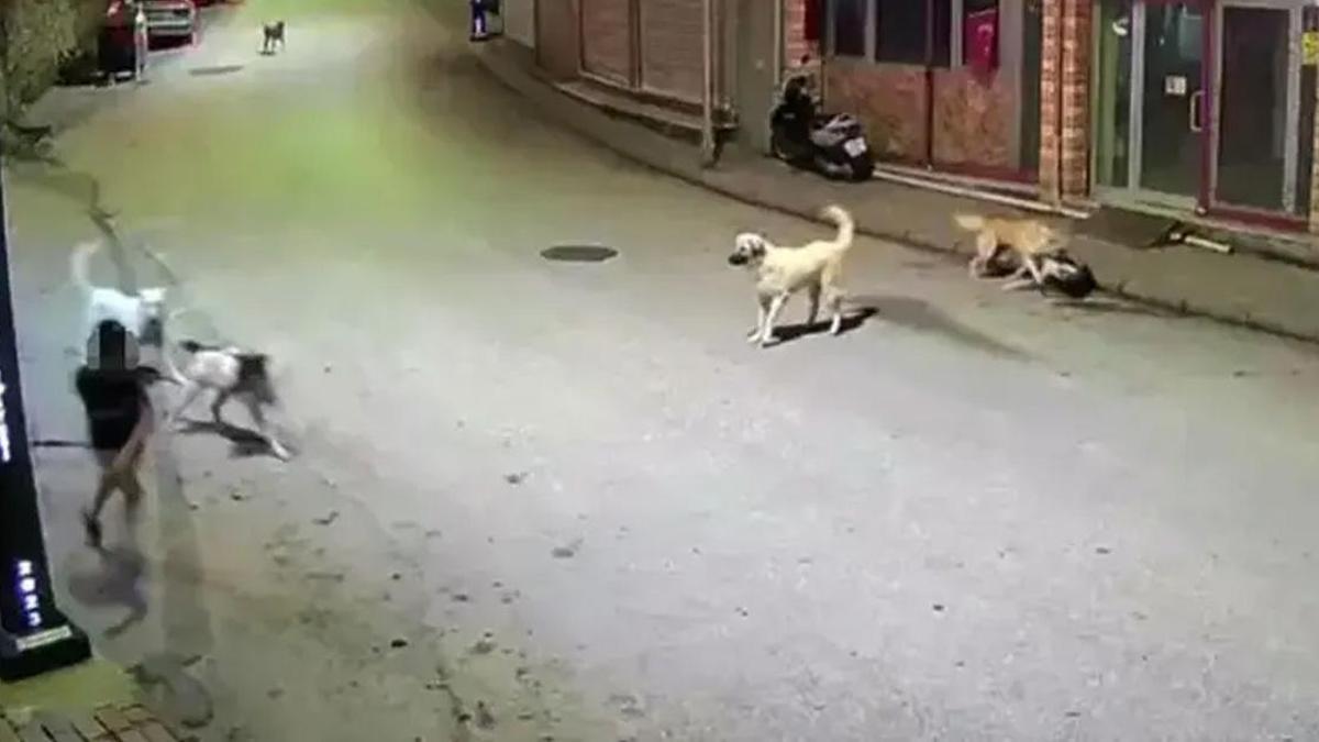 Ordu’da sahipsiz köpek paniği! Küçük çocuk dehşeti yaşadı
