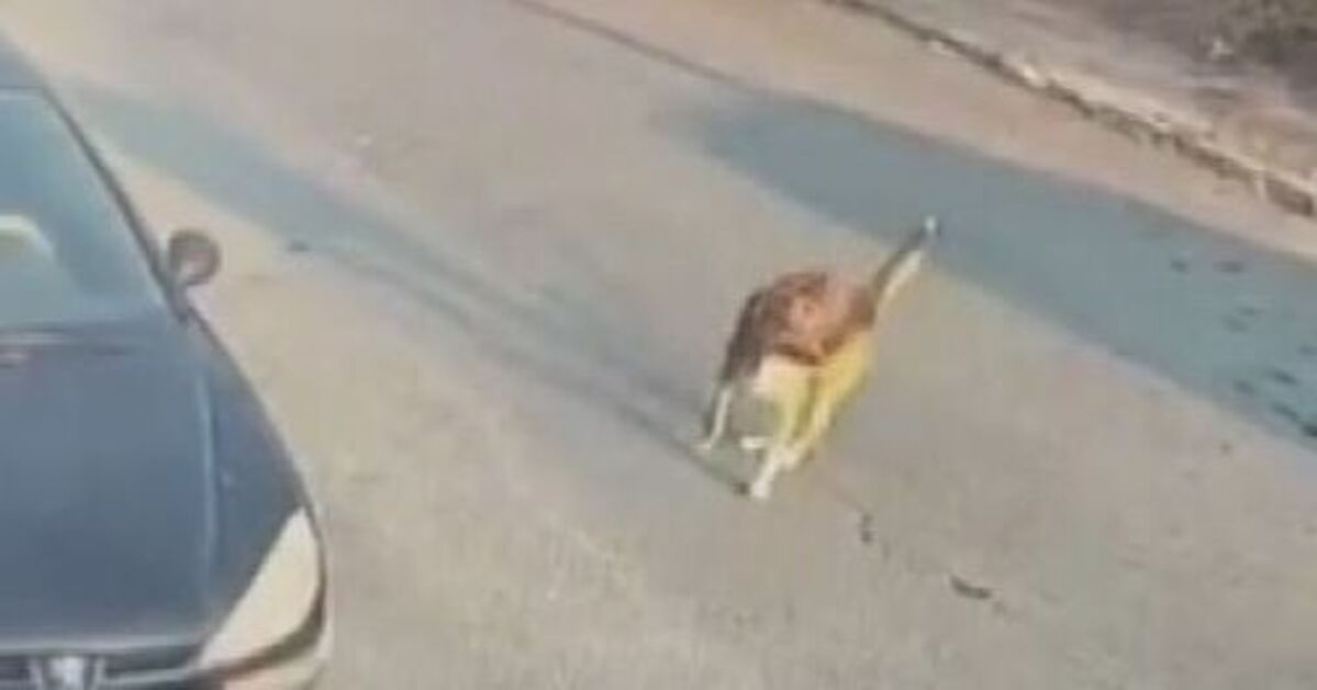 Sokak köpeğine çarpan sürücü tutuklandı