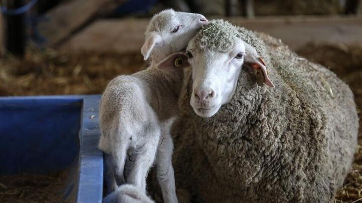 TİGEM 60 bin kilogram merinos yapağını satışa çıkarıyor: İhale tarihi ve şartları belli oldu