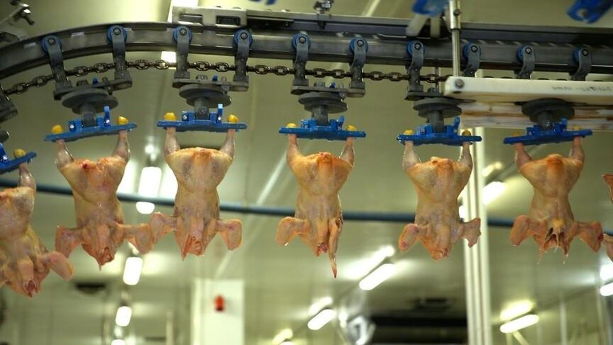 TÜİK verileri açıklandı! Tavuk eti üretimi geriledi, yumurtada dikkat çeken artış
