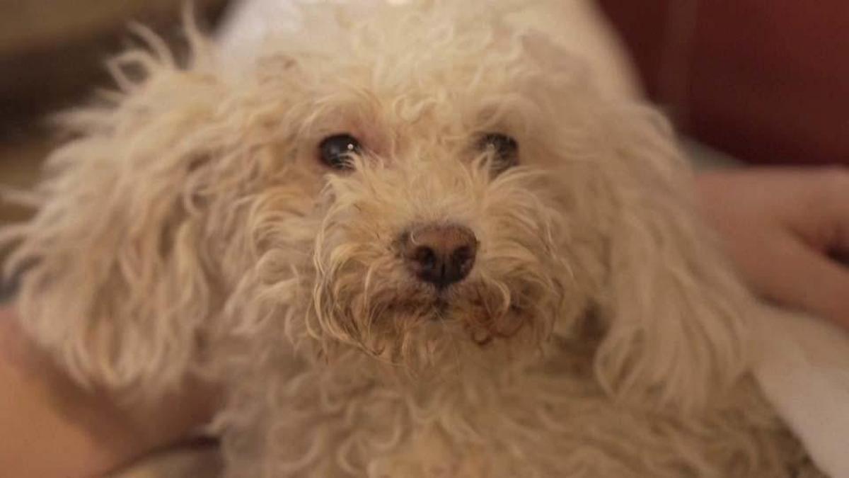 Venezuela’da mucize kurtuluş! Buddy adlı köpek 8 gün sonra enkazdan sağ çıkarıldı