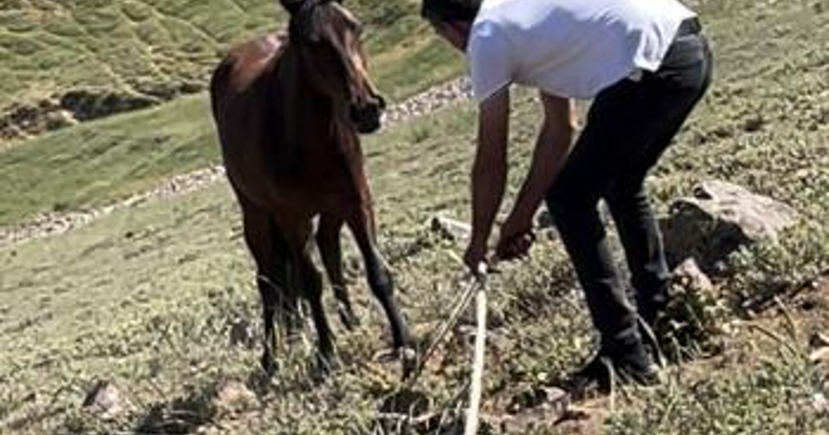 Yılkı atları için kurulan tuzaklar imha edildi