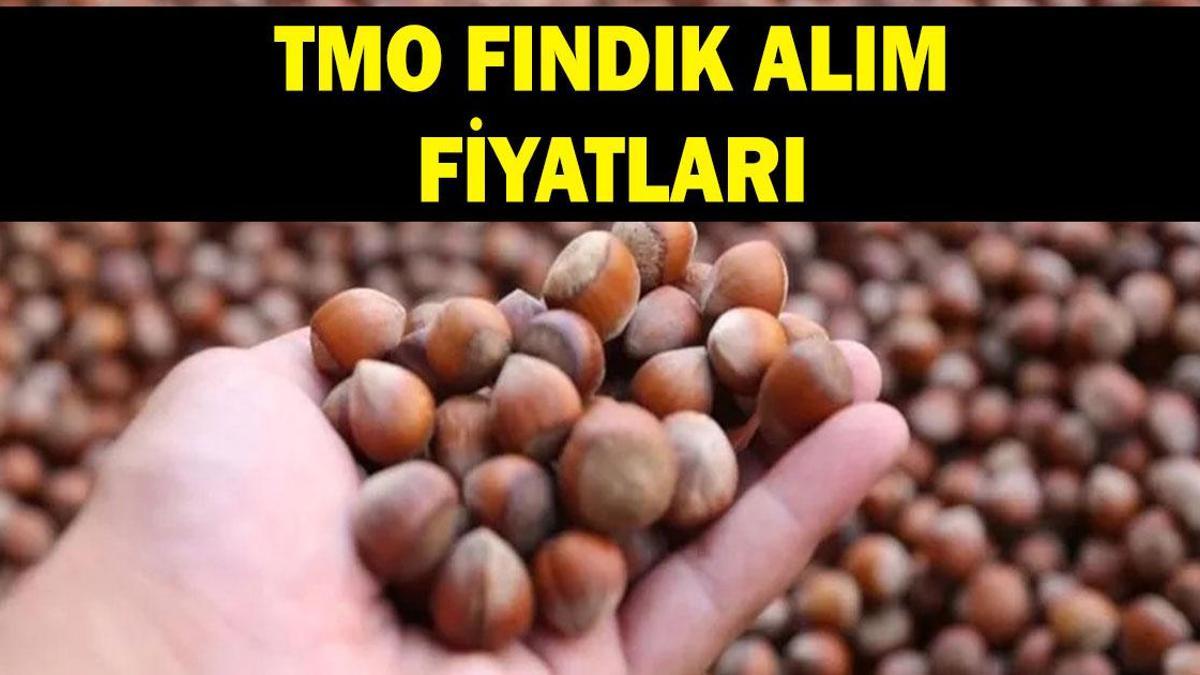 TMO FINDIK FİYATI AĞUSTOS 2026: Fındık alım fiyatları ne kadar oldu? Giresun, levant kalite fındık alım fiyatı kaç TL oldu?